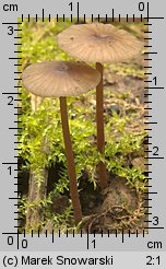 Mycena megaspora (grzybówka wielkozarodnikowa)