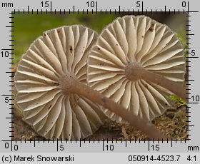 Mycena megaspora (grzybówka wielkozarodnikowa)