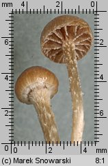 Psilocybe coprophila?