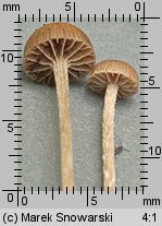 Psilocybe coprophila?