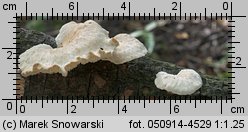 Neofavolus suavissimus (żagiewka anyżkowa)