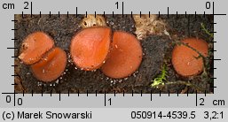 Scutellinia scutellata (włośniczka tarczowata)