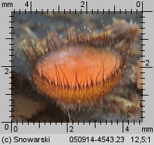 Scutellinia scutellata (włośniczka tarczowata)