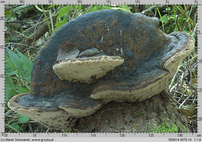 Phellinus alni (czyreń jabłoniowo-olszowy)