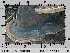 Phellinus alni (czyreń jabłoniowo-olszowy)