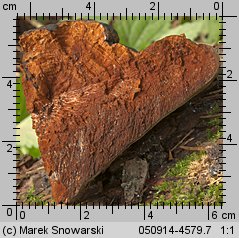 Phellinus alni (czyreń jabłoniowo-olszowy)