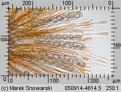 Scutellinia scutellata (włośniczka tarczowata)