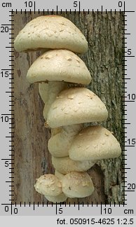 Hemipholiota populnea (łuskwiak topolowy)