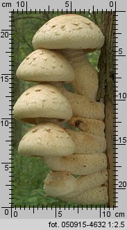 Hemipholiota populnea (łuskwiak topolowy)