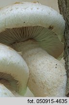 Hemipholiota populnea (łuskwiak topolowy)