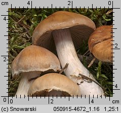 Unidentified-Cortinarius