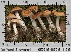 Unidentified-Cortinarius