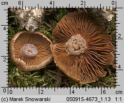 Unidentified-Cortinarius