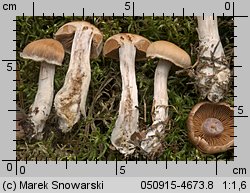 Unidentified-Cortinarius