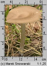 Unidentified-Entoloma