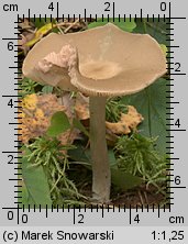 Unidentified-Entoloma