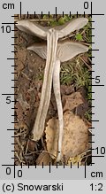 Unidentified-Entoloma