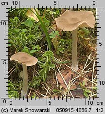 Unidentified-Entoloma