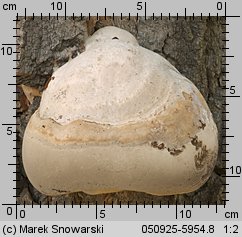 Fomes fomentarius (hubiak pospolity)