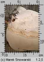 Fomes fomentarius (hubiak pospolity)