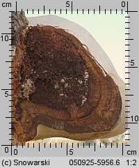 Fomes fomentarius (hubiak pospolity)