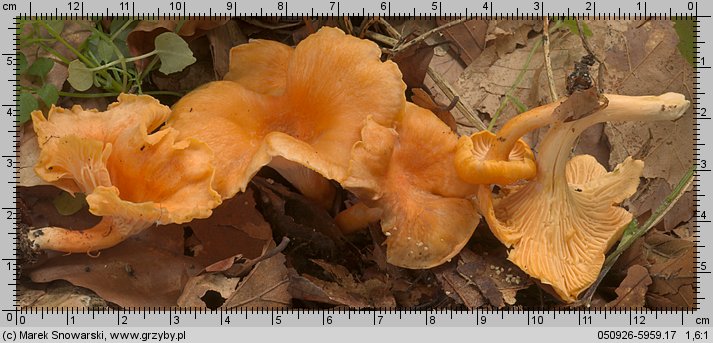 Cantharellus friesii (pieprznik pomarańczowy)