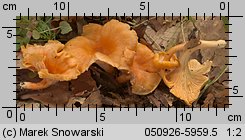 Cantharellus friesii (pieprznik pomarańczowy)