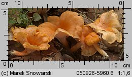 Cantharellus friesii (pieprznik pomarańczowy)