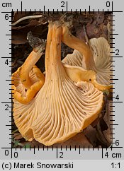 Cantharellus friesii (pieprznik pomarańczowy)