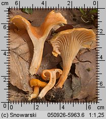 Cantharellus friesii (pieprznik pomarańczowy)