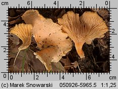 Cantharellus friesii (pieprznik pomarańczowy)