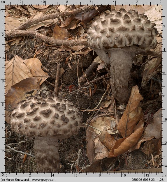 Strobilomyces strobilaceus (szyszkowiec łuskowaty)