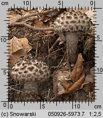 Strobilomyces strobilaceus (szyszkowiec łuskowaty)