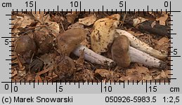 Unidentified-Cortinarius