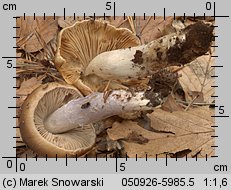 Unidentified-Cortinarius