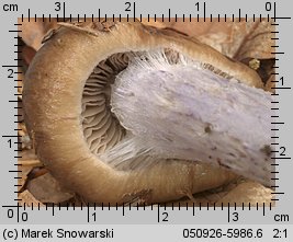 Unidentified-Cortinarius