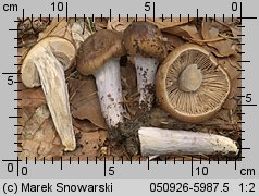 Unidentified-Cortinarius