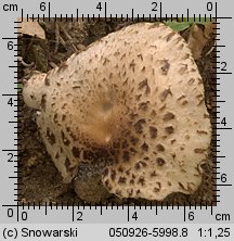 Psathyrella cotonea (kruchaweczka brudnobiała)