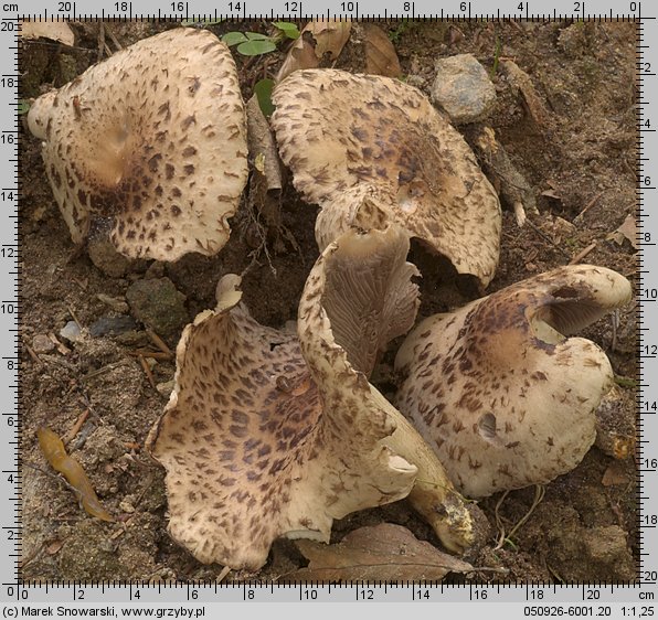 Psathyrella cotonea (kruchaweczka brudnobiała)