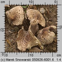 Psathyrella cotonea (kruchaweczka brudnobiała)