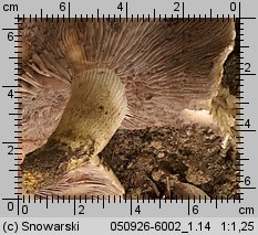 Psathyrella cotonea (kruchaweczka brudnobiała)