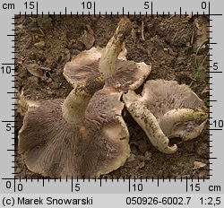 Psathyrella cotonea (kruchaweczka brudnobiała)