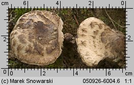 Psathyrella cotonea (kruchaweczka brudnobiała)