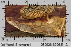 Unidentified-Polyporoid-etc (niezidentyfikowane)