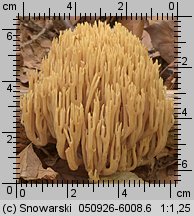 Unidentified-Aphyllophorales (niezidentyfikowane)