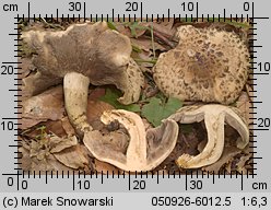 Psathyrella cotonea (kruchaweczka brudnobiała)