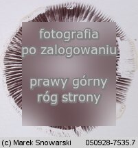 Psilocybe atrobrunnea (łysiczka torfowa)
