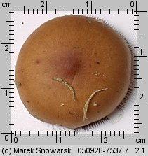 Psilocybe turficola (łysiczka torfowa)