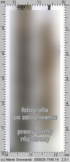 Claviceps purpurea (buławinka czerwona)