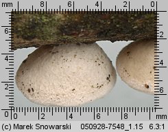 Auriculariopsis ampla (uszaczek kosmaty)